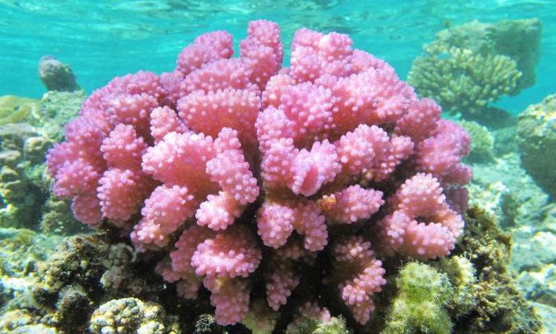 环境变化导致珊瑚基因比预想的更加多样化
