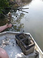 HOBO电导率记录仪在奥本大学学院研究湿地生态系统的应用案例